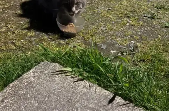 Gros chat gris trouvé, yeux abîmés, Cirières - photo