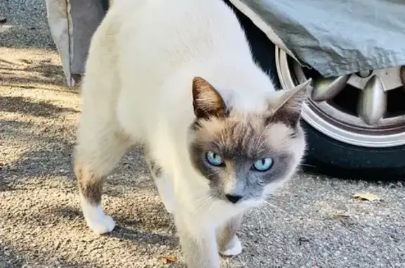 Chat trouvé Grimaud, photo: Chatte errante sociable à Port Grimaud