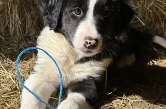 Animaux perdus , photo: Chien perdu : Choupette, border collie 2 mois