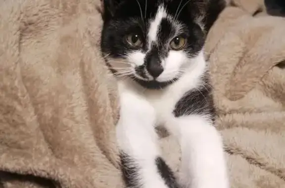 Chat perdu, , photo: Chatte perdue : Sherpa, 8 mois, noire et blanche