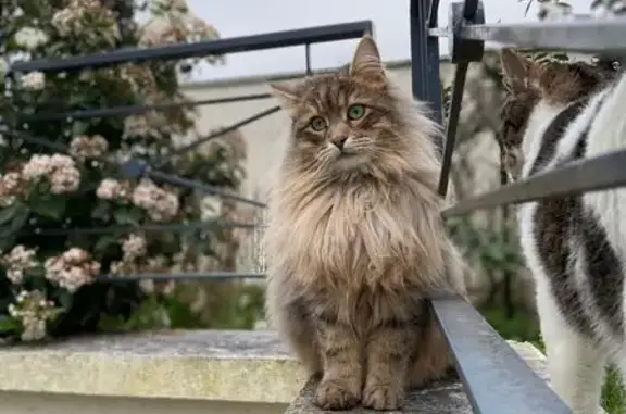 Animaux perdus Thorigny-sur-Marne, photo: Chat gris à poils longs perdu à Thorigny