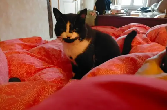 Chat noir et blanc perdu, Les Andelys - photo