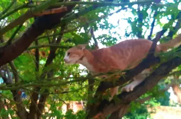Lost Ginger Kitten: Friendly, Needs Meds