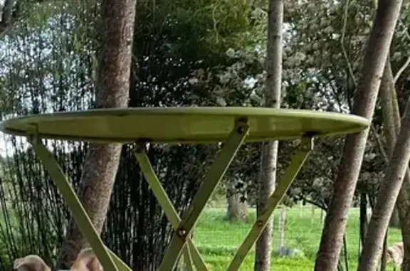 Chien mâle crème trouvé à Panazol - photo