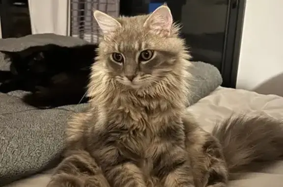 Chat perdu : Gris et blanc, poil long, Ollioules - photo