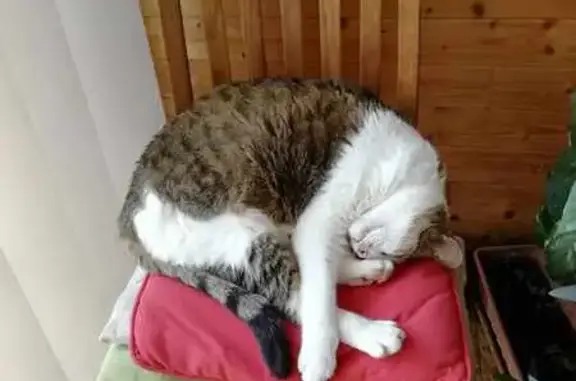 Animaux perdus , photo: Chat perdu à Vercia : Gribouillon recherché