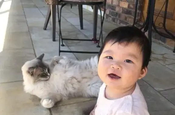 Lost Ragdoll Cat: White Tabby in Legana