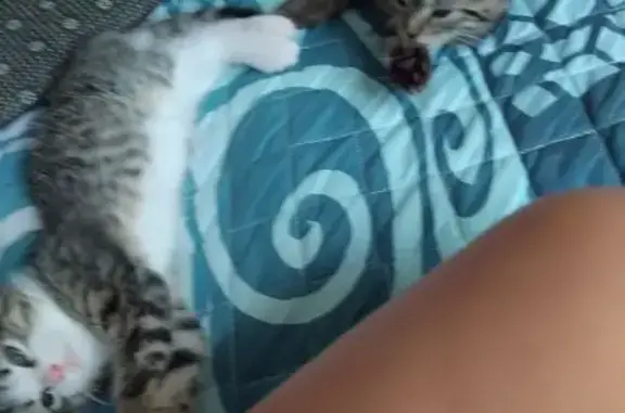 Help Find Asher & Athena: Lost Tabby Cats