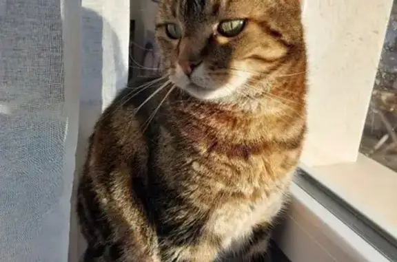 Chat perdu, La Chapelle-Saint-Ursin, photo: Chat perdu, craintif, La Chapelle-Saint-Ursin