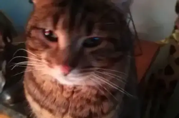 Animaux perdus Nogent-le-Rotrou, photo: Chat européen tricolore perdu à Nogent