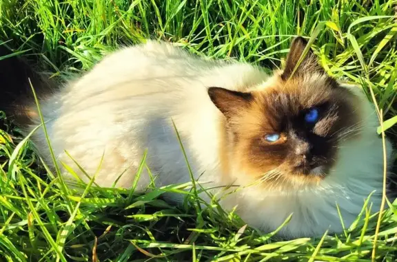 Animaux perdus Lérouville, photo: Chat perdu : Atichou, sacré de Birmanie