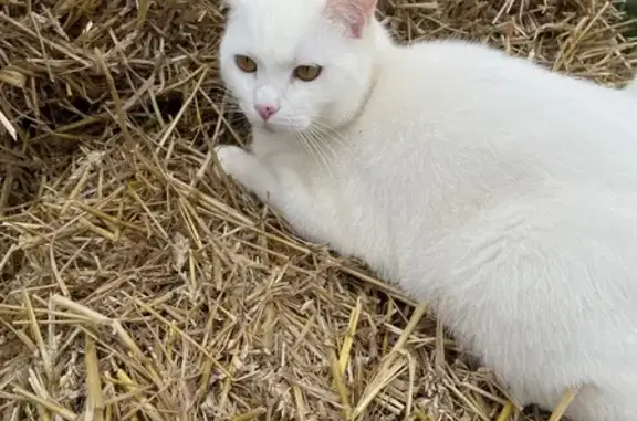 Animaux perdus Sessenheim, photo: Chat blanc perdu, tache noire sur nez