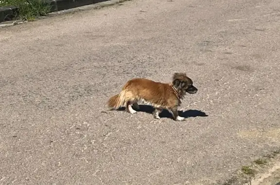 Jeune chien trouvé à Vallentigny - photo