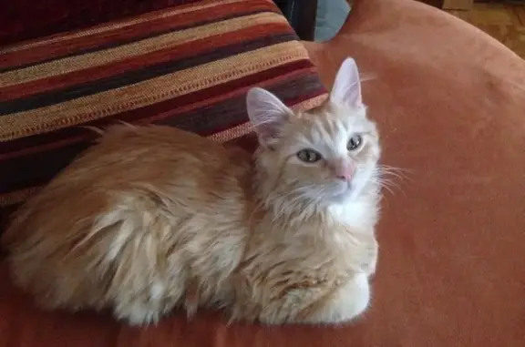 Chat perdu, Yutz, photo: Chat roux perdu, rue Sainte-Elisabeth, Yutz