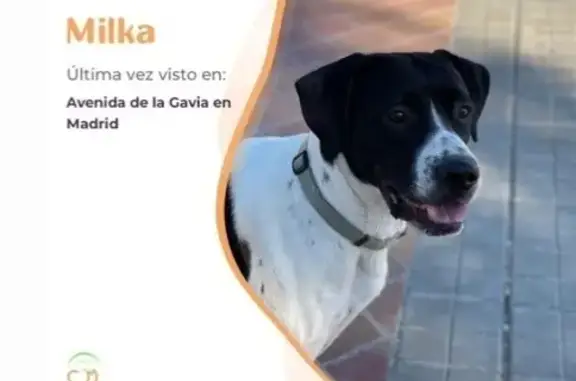 Perro Blanco y Negro Perdido en Anillo Verde