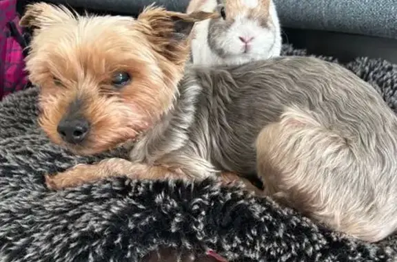 Chien perdu Savy-Berlette, photo : Aidez à retrouver Foxy, Yorkshire 15 ans