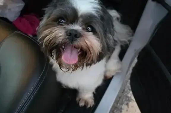 Friendly Found Shih Tzu on Summerlawn Dr
