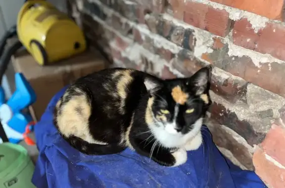¡Gata Cariñosa Embarazada Perdida en Selaya!