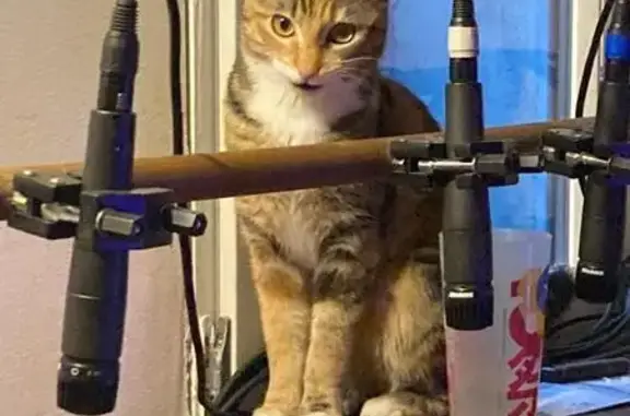 Animaux perdus Perpignan, photo: Chatte écaille perdue à Perpignan