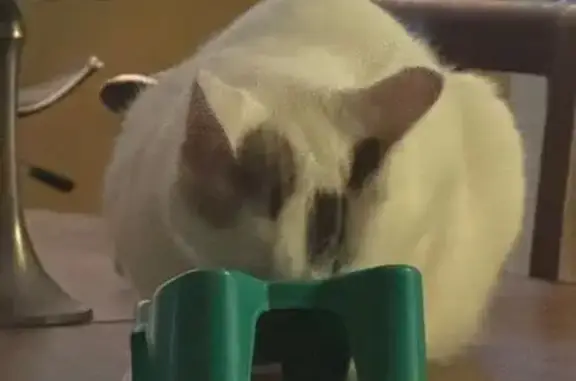gato desaparecida