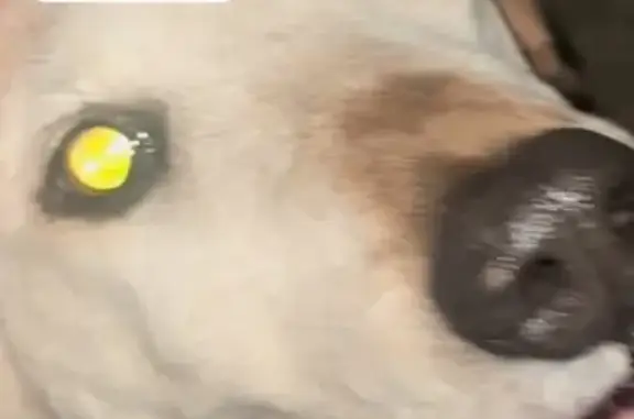 Found: Elderly Golden Dog in Hyattsville