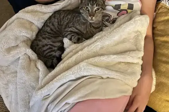 Found Neutered Male Tabby - Union Court