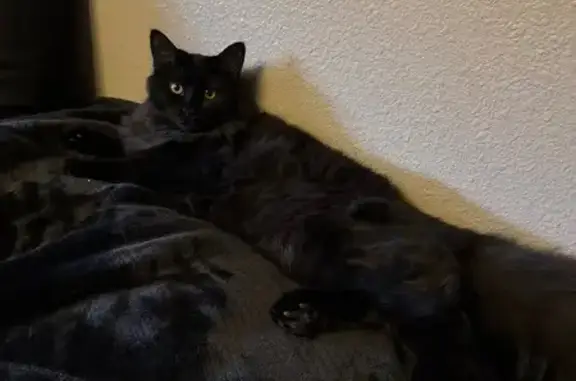 Lost Cat: Black, Colorful Nails, 9mo