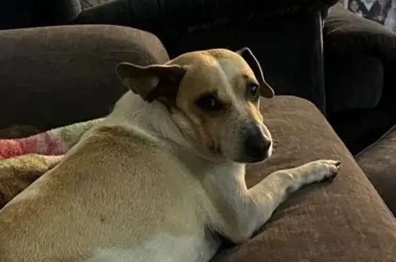 Elderly White Dog Lost: Snellville Area