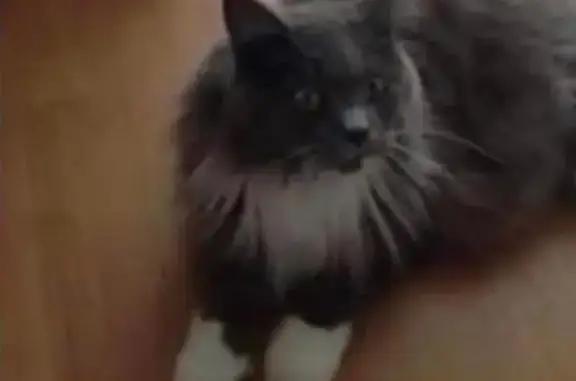Animaux perdus Le Crès, photo: Chat perdu : gris à poils longs, Le Crès