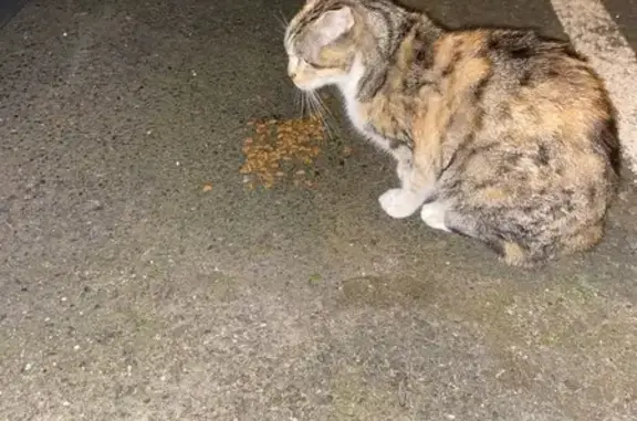 Chatte tricolore maigre trouvée à St-Étienne - photo