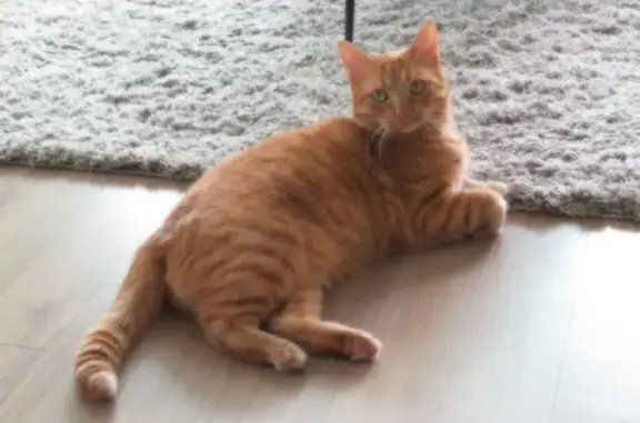 Help Find Logan: Shy Orange Tabby Missing
