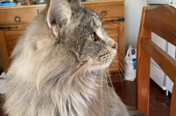 Chat Norvégien perdu, gris argenté, craintif - photo