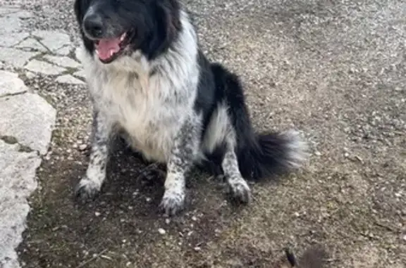 Lost Border Collie: Ryder on North Main