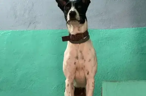 Perrita Blanca Perdida en Barrio Maya, Cancún
