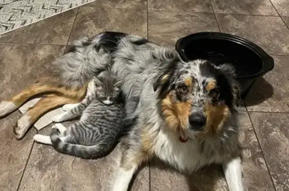 Lost: Friendly Blue Merle Aussie in Coleta
