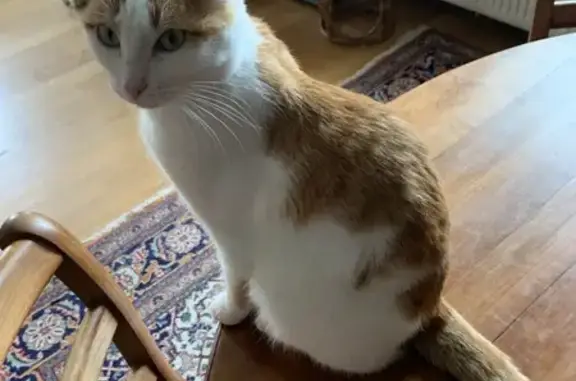 Animaux perdus Rousies, photo: Chat perdu : blanc et roux à Rousies
