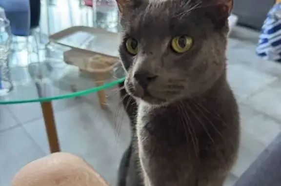 Chat gris câlin trouvé amaigri à La Madeleine - photo