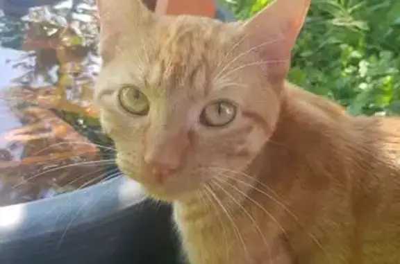 Jeune chat roux trouvé à Tarnos - photo