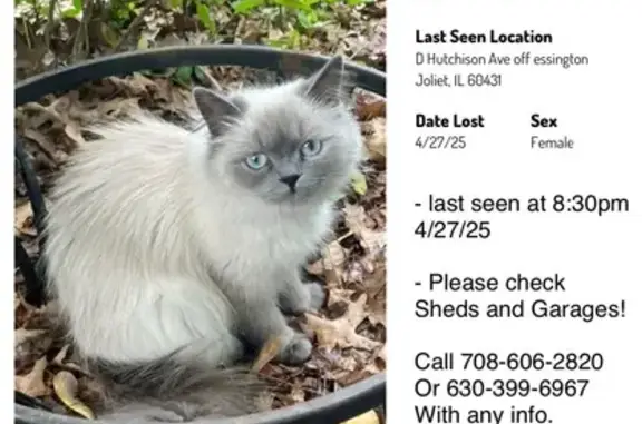 Lost Ragdoll Cat on Hutchison Ave, Joliet