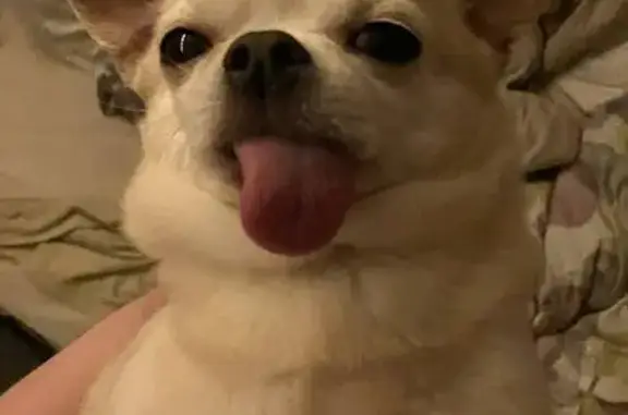 Lost: Shy Tan Dog, 109th Ave Edgewood