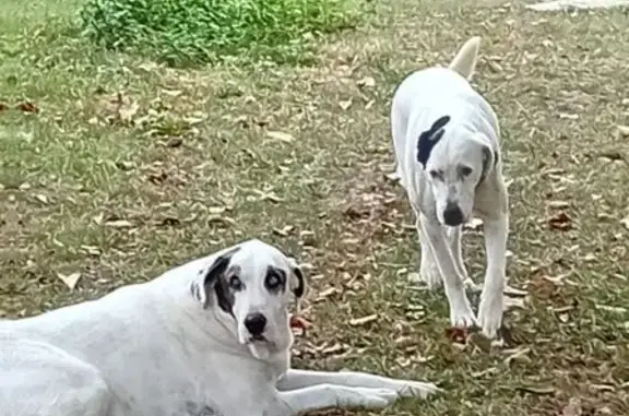 ¡Perros Perdidos en Alcolea de Tajo!