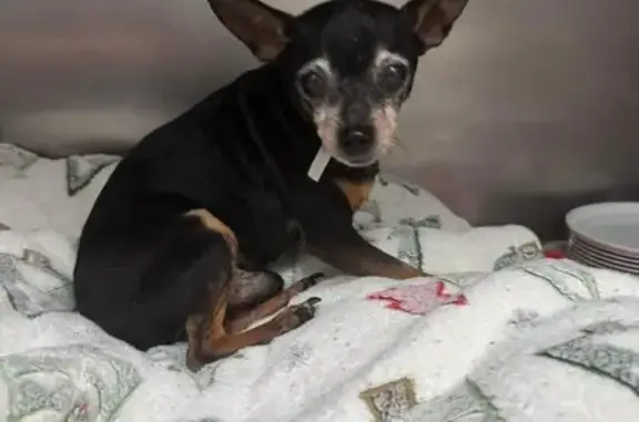 Lost Black Chihuahua on S 2nd St, Pekin