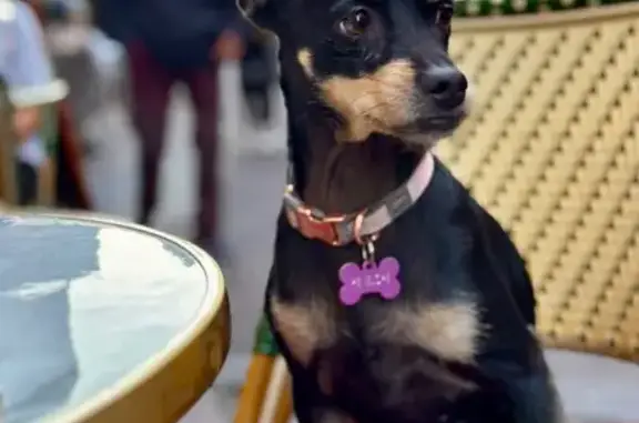 Petite chienne noire perdue à Montpellier - photo