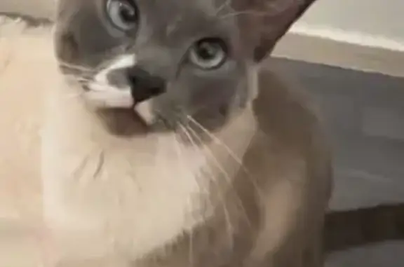 Animaux perdus Champigny-sur-Marne, photo: Chat mâle blanc/gris perdu à Champigny