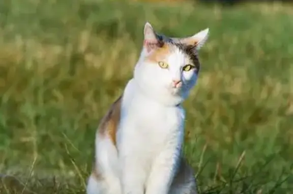 Chat perdu, Colmar, photo: Chatte perdue rue Giuseppe Verdi, Colmar