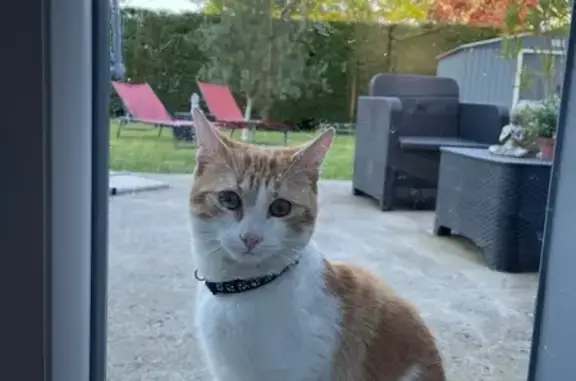 Chat trouvé Langeais, photo: Chat roux et blanc trouvé à Langeais