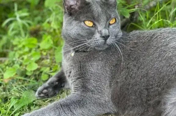 Animaux perdus Saint-Arnoult, photo: Chatte Chartreux grise perdue à Saint-Arnoult
