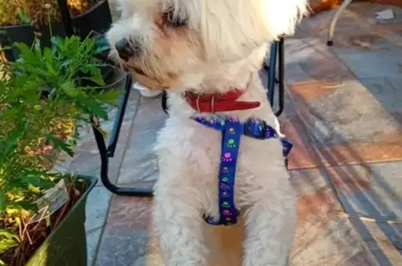 Chien perdu Les Pavillons-sous-Bois, photo : Bichon Maltais perdu, besoin de soin urgent