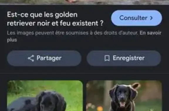 Chien noir trouvé, collier rouge, St-Rémy - photo