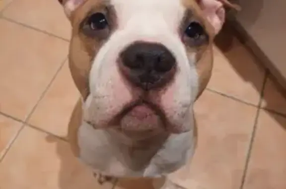 Chien perdu à Solliès-Toucas, très affectueux - photo